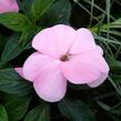 Netýkavka 'Magnifico Soft Pink' - Impatiens Neu Guinea 'Magnifico Soft Pink'