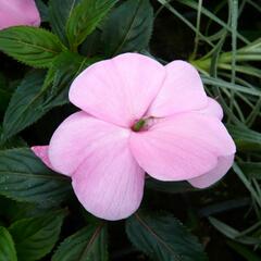 Netýkavka 'Magnifico Soft Pink' - Impatiens Neu Guinea 'Magnifico Soft Pink'