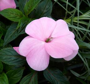 Netýkavka 'Magnifico Soft Pink' - Impatiens Neu Guinea 'Magnifico Soft Pink'
