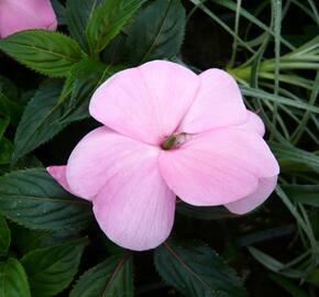 Netýkavka 'Magnifico Soft Pink' - Impatiens Neu-Guinea 'Magnifico Soft Pink'