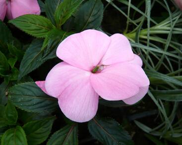 Netýkavka, balzamína 'Magnum Soft Pink'