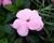 Netýkavka, balzamína 'Magnum Soft Pink'