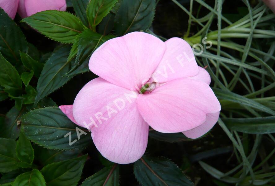 Netýkavka, balzamína 'Magnum Soft Pink' - Impatiens Neu Guinea 'Magnum Soft Pink'