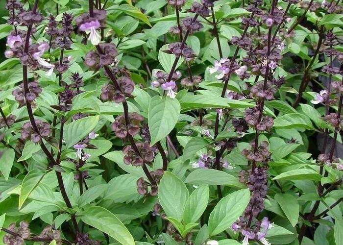Bazalka thajská 'Siam Queen' - Ocimum basilicum 'Siam Queen'