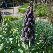 Řebčík perský - Fritillaria persica