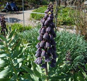 Řebčík perský - Fritillaria persica