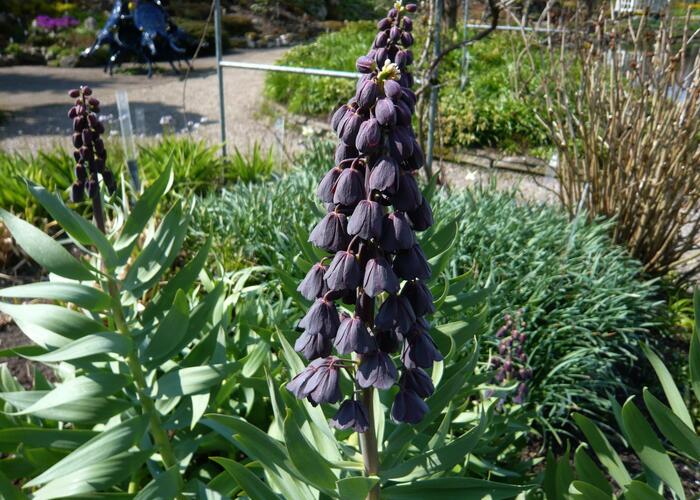 Řebčík perský - Fritillaria persica