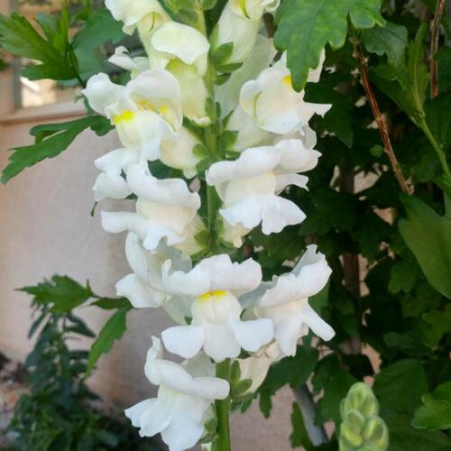 Hledík větší 'Ribaro White' - Antirrhinum majus 'Ribaro White'