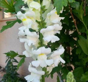 Hledík větší 'Ribaro White' - Antirrhinum majus 'Ribaro White'