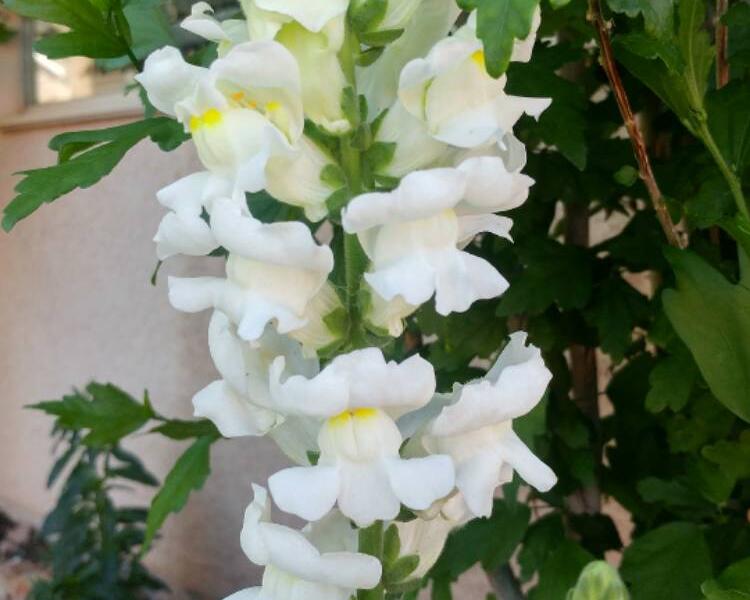 Hledík větší 'Ribaro White' - Antirrhinum majus 'Ribaro White'