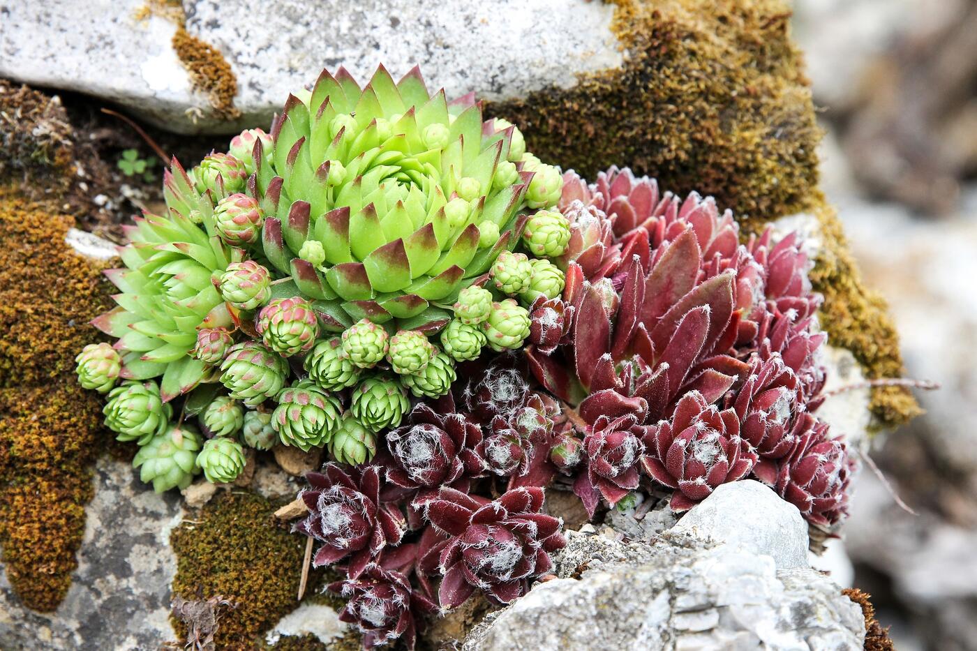 stonecrop-2999477_1920