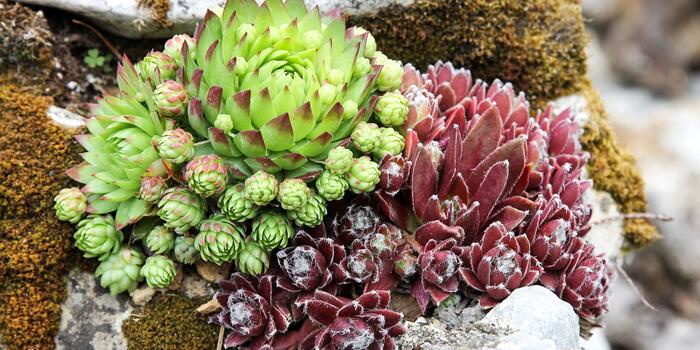 stonecrop-2999477_1920