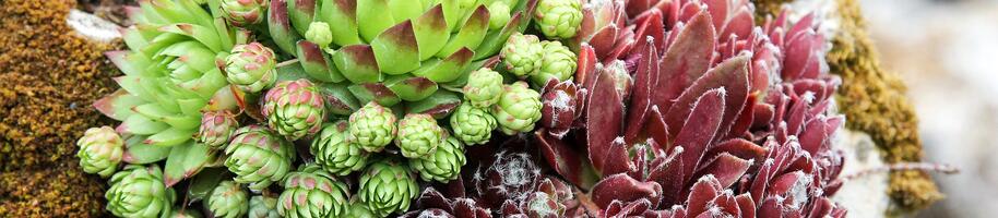 stonecrop-2999477_1920