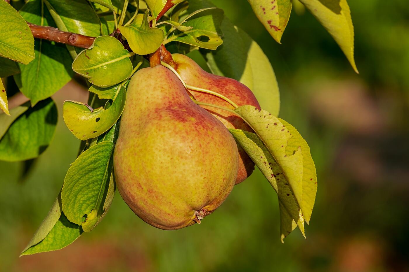pear-3560106_1920