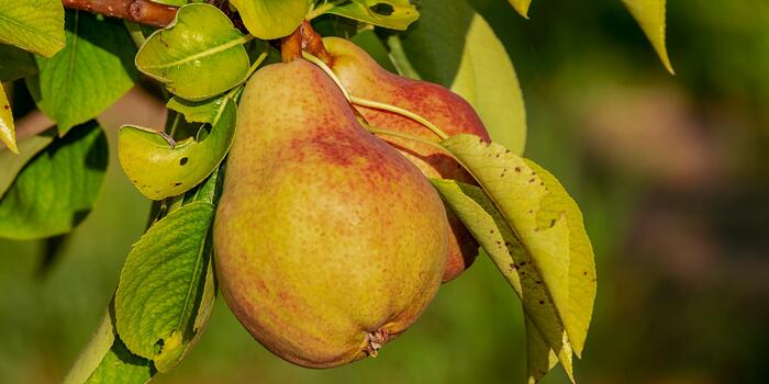 pear-3560106_1920