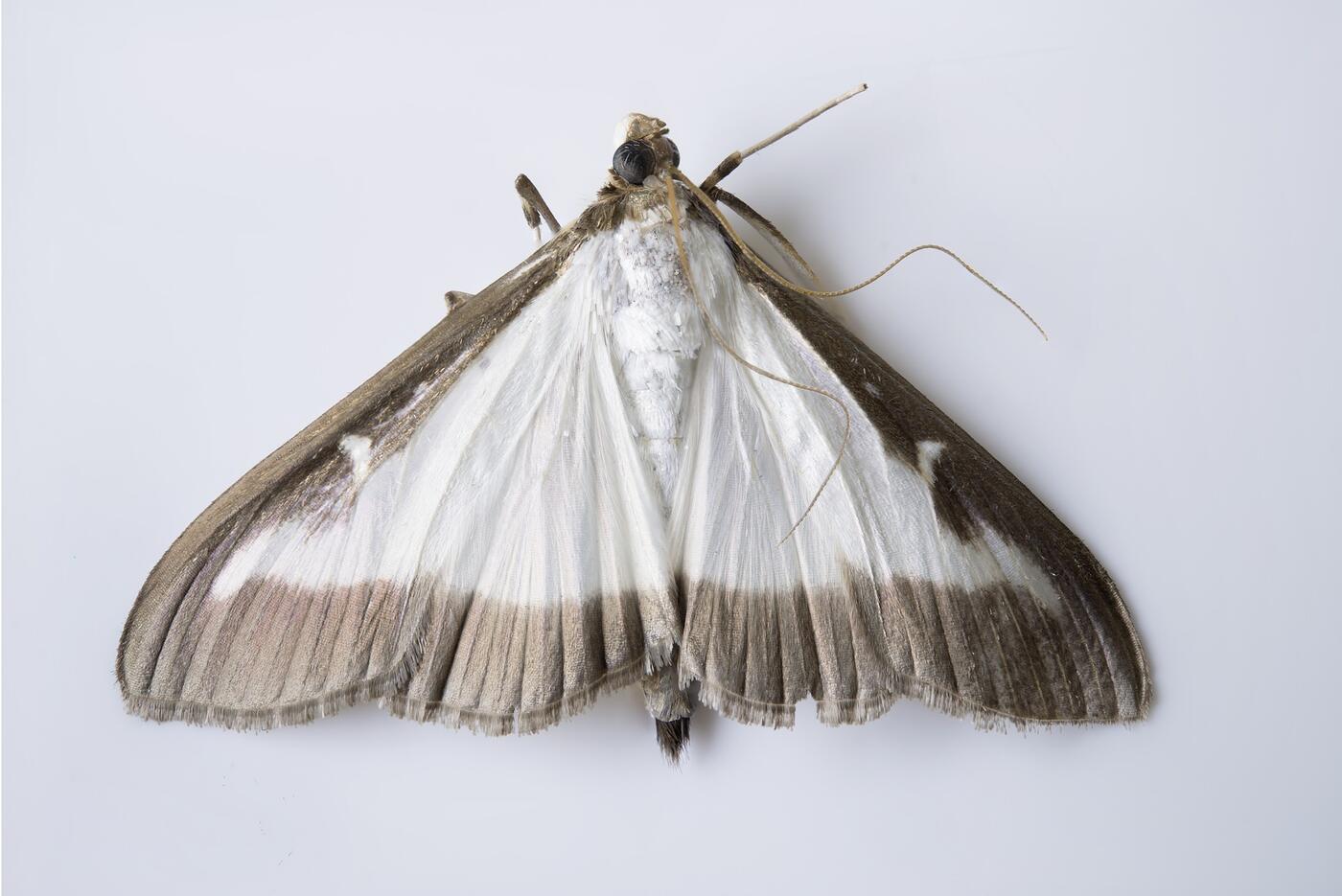 cydalima-perspectalis-1632978_1920