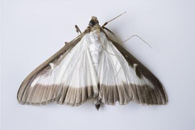 cydalima-perspectalis-1632978_1920