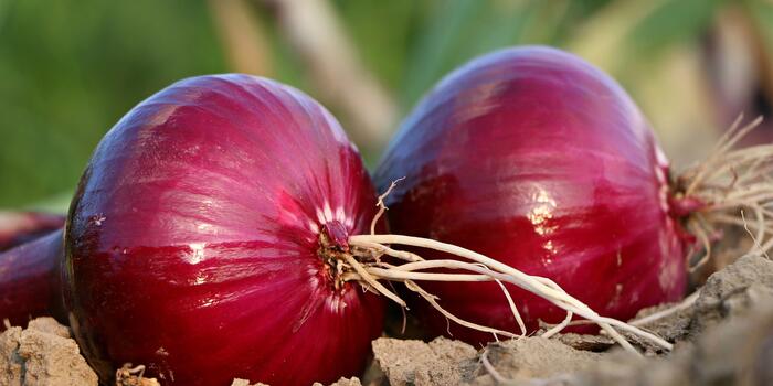 onion-1565604_1920