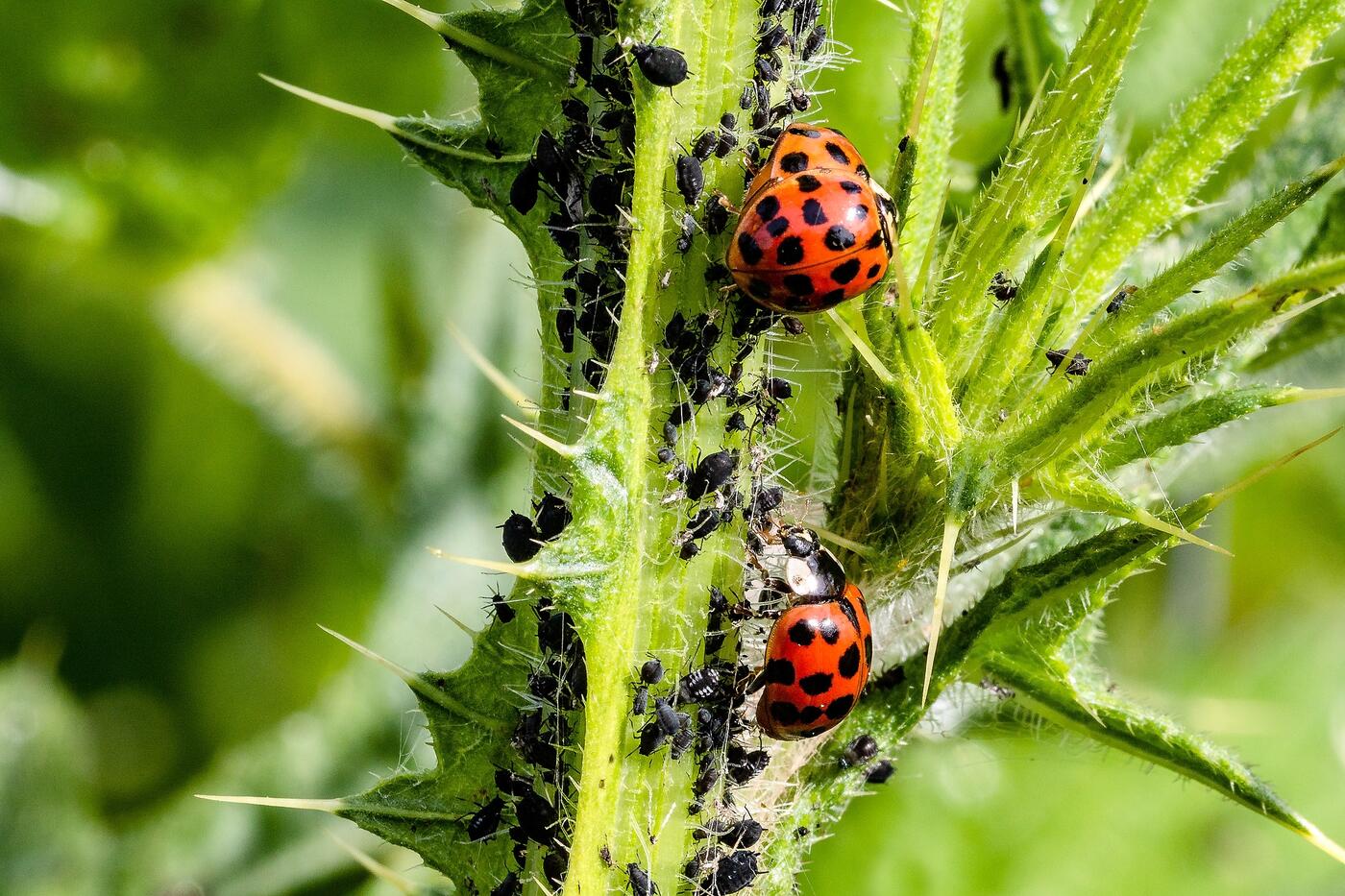 ladybug-3478620_1920