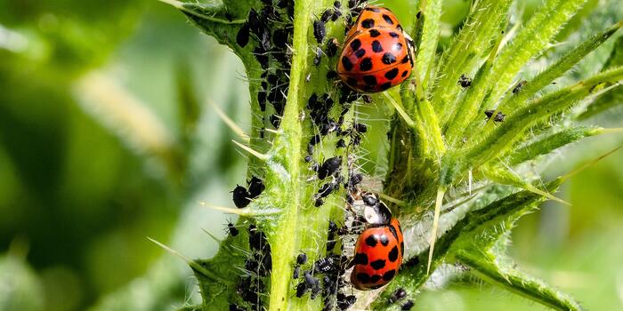 ladybug-3478620_1920