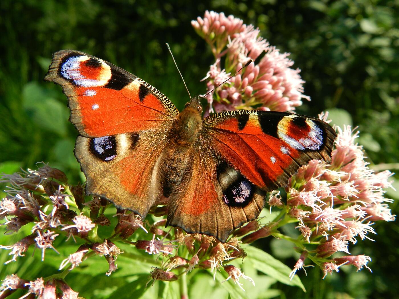 butterfly-176156_1920