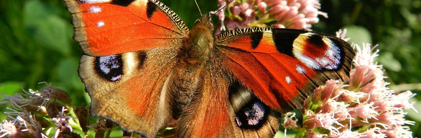 butterfly-176156_1920
