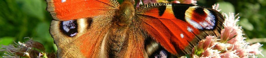 butterfly-176156_1920