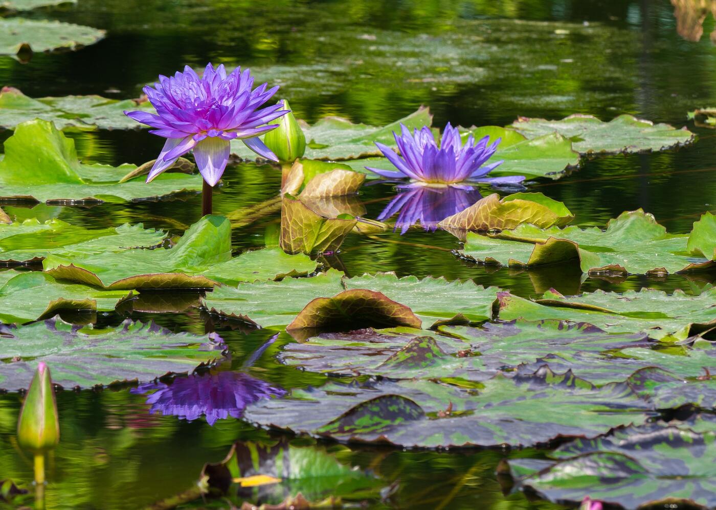 flowers-3538726_1920
