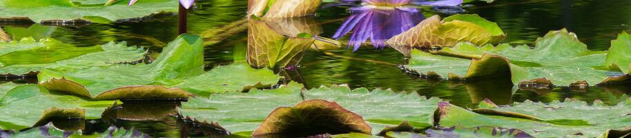 flowers-3538726_1920