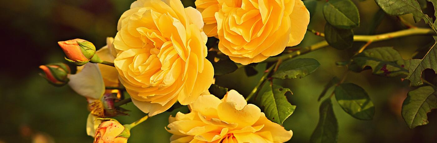 yellow-rose-3865041_1920