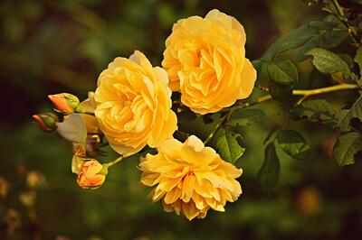 yellow-rose-3865041_1920
