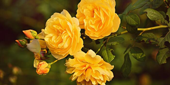 yellow-rose-3865041_1920