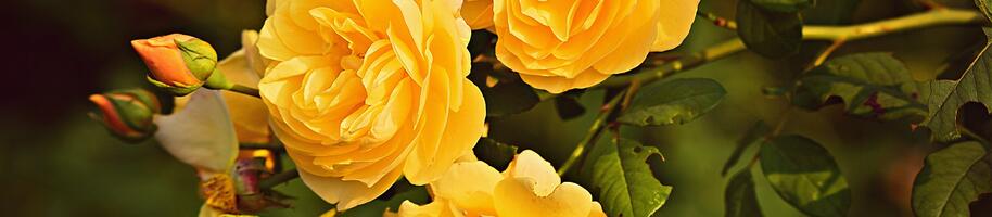 yellow-rose-3865041_1920