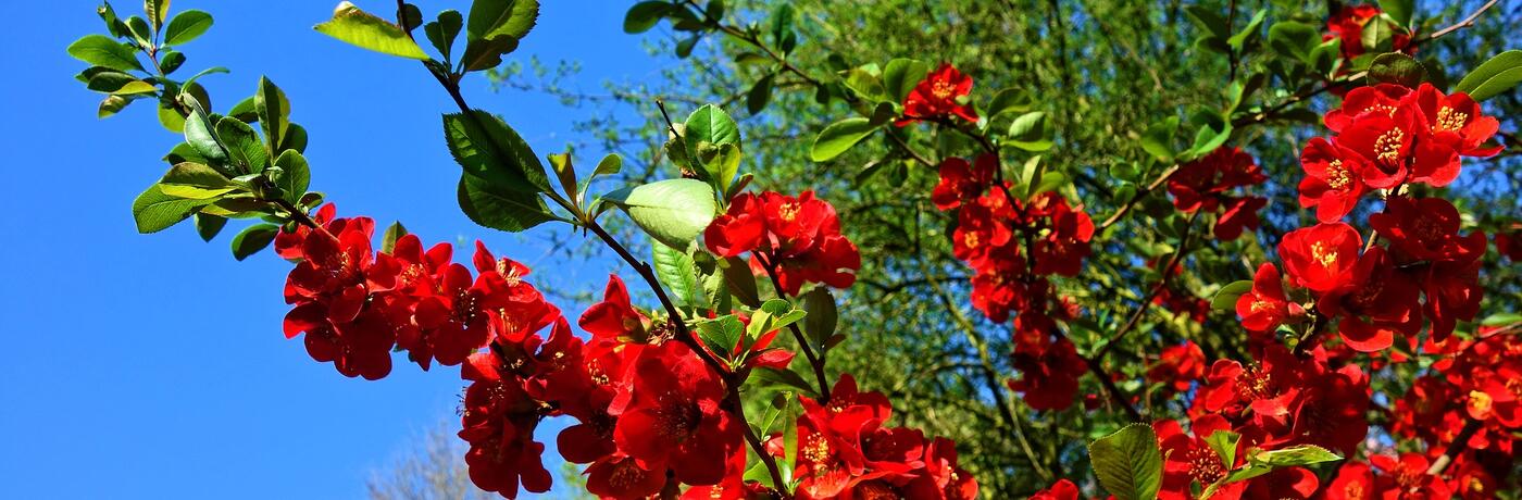 flowering-quince-3360732_1920