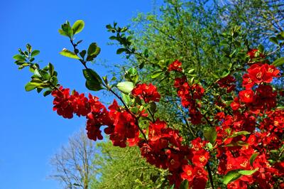 flowering-quince-3360732_1920