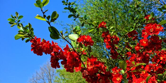 flowering-quince-3360732_1920