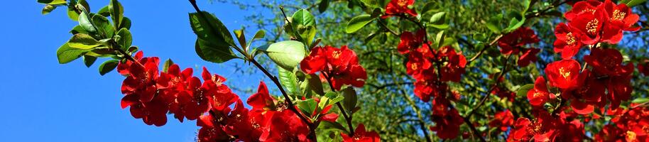 flowering-quince-3360732_1920