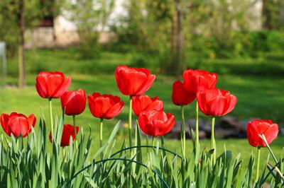 tulips-3344993_1920