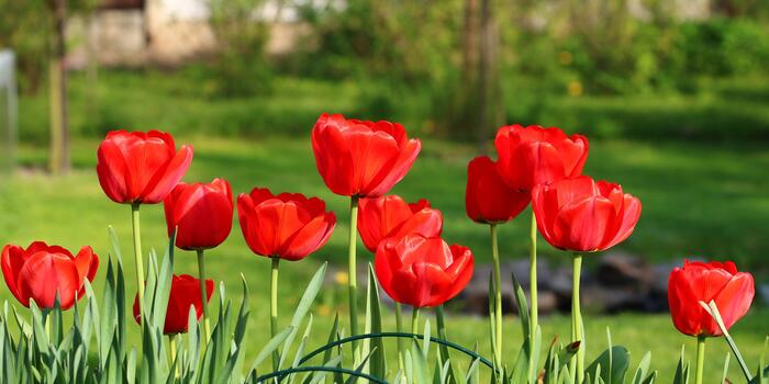 tulips-3344993_1920