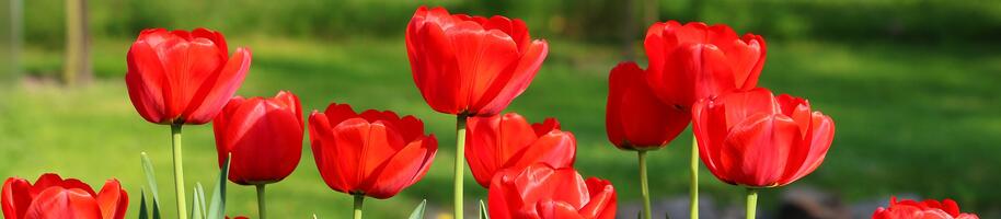 tulips-3344993_1920