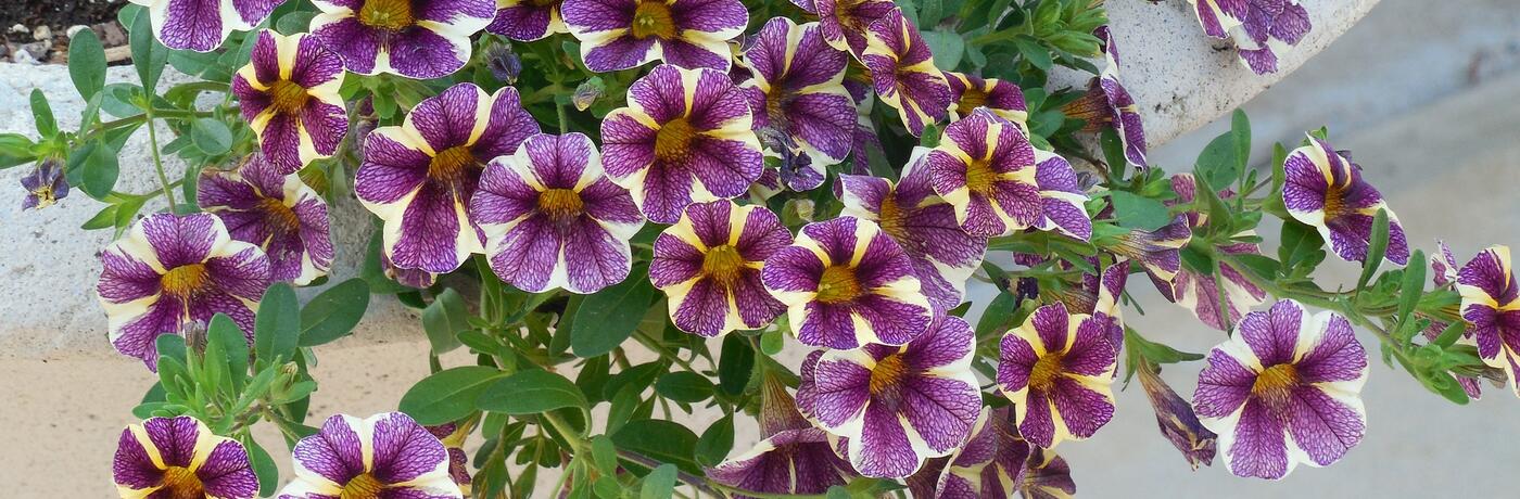petunias-802841_1920