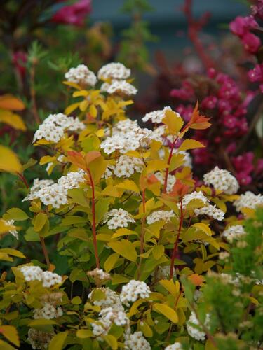 Tavolník van Houtteův 'Gold Fountain' - Spiraea vanhouttei 'Gold Fountain'