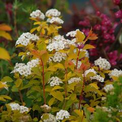 Tavolník van Houtteův 'Gold Fountain' - Spiraea vanhouttei 'Gold Fountain'