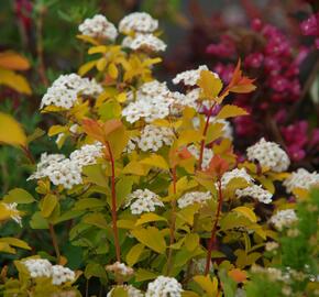 Tavolník van Houtteův 'Gold Fountain' - Spiraea vanhouttei 'Gold Fountain'