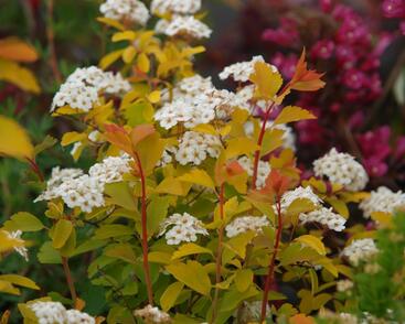 Tavolník van Houtteův 'Gold Fountain'