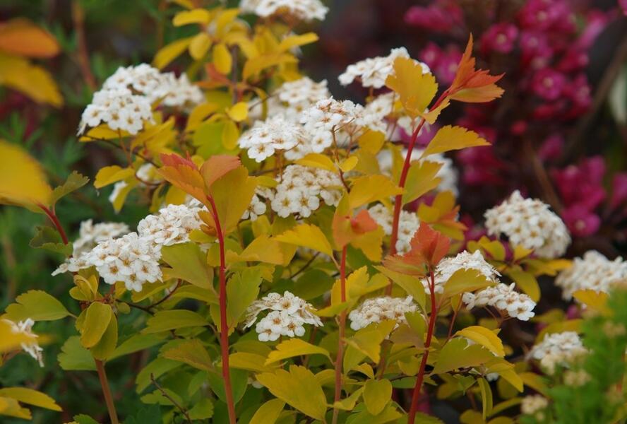 Tavolník van Houtteův 'Gold Fountain' - Spiraea vanhouttei 'Gold Fountain'