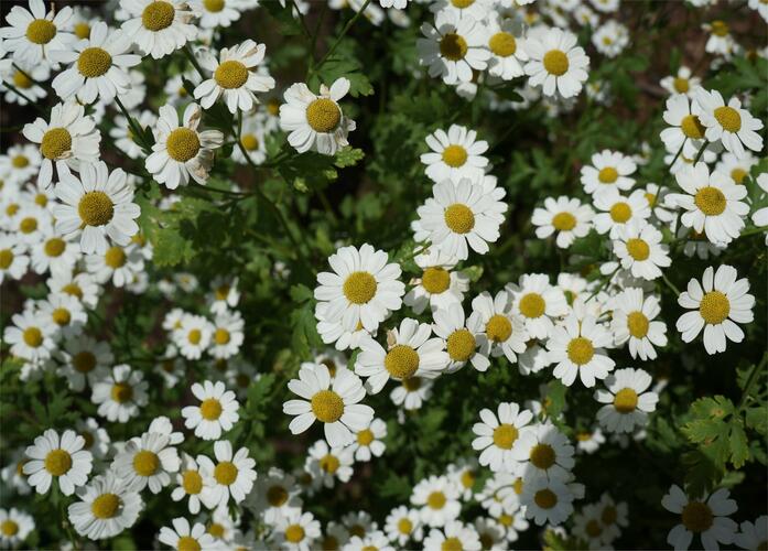 Řimbaba obecná 'Aureum' - Tanacetum parthenium 'Aureum'