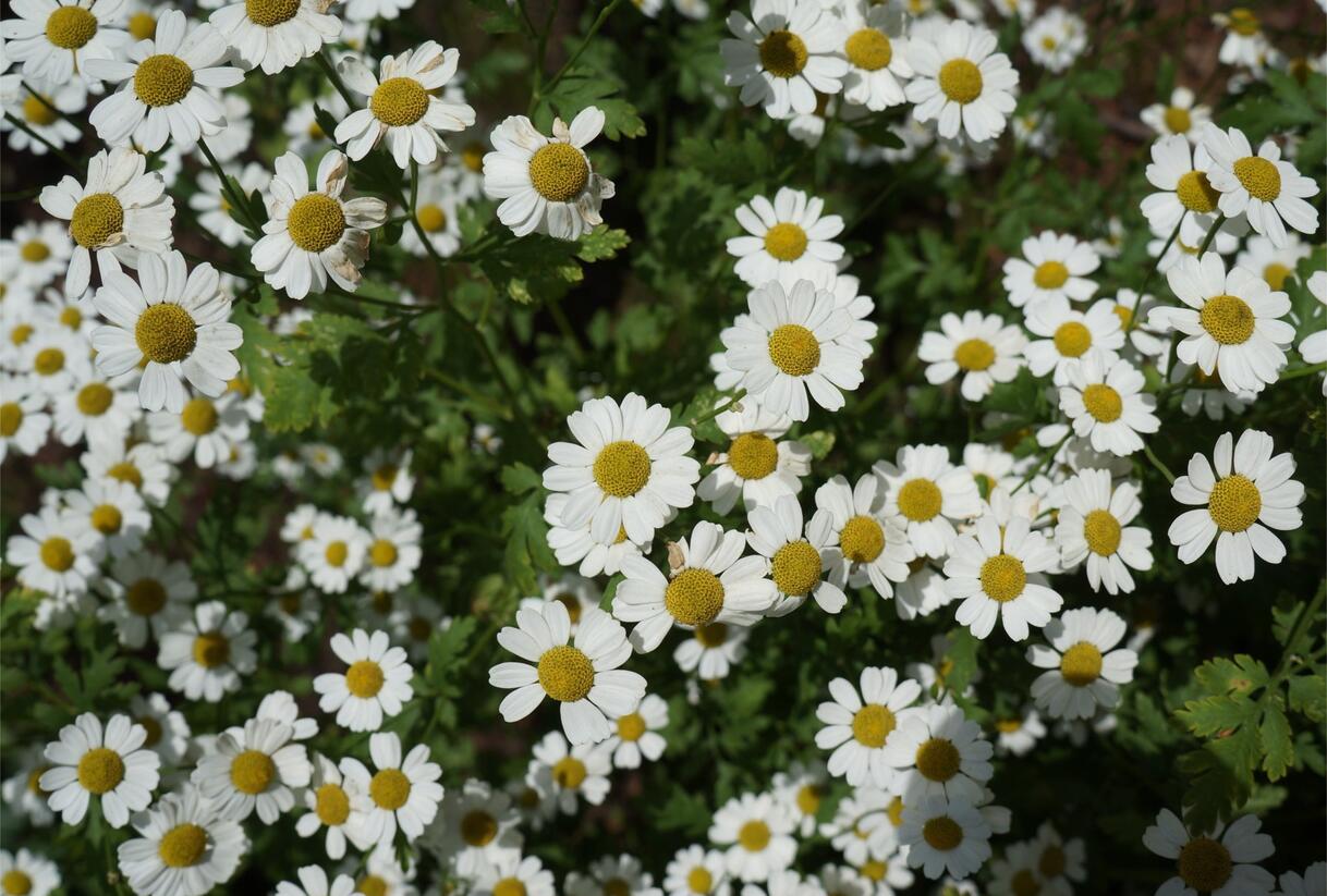 Řimbaba obecná 'Aureum' - Tanacetum parthenium 'Aureum'