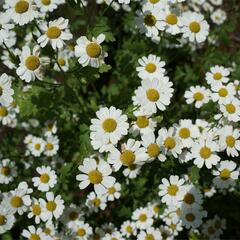 Řimbaba obecná 'Aureum' - Tanacetum parthenium 'Aureum'