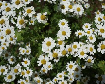 Řimbaba obecná 'Aureum'